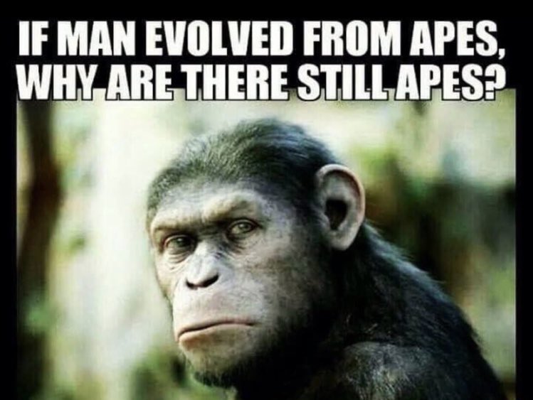 evolved from apes